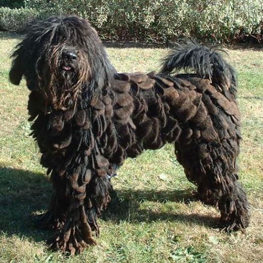 Bergamasco Pictures