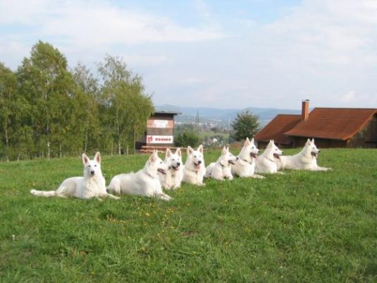 Berger Blanc Suisse Pictures