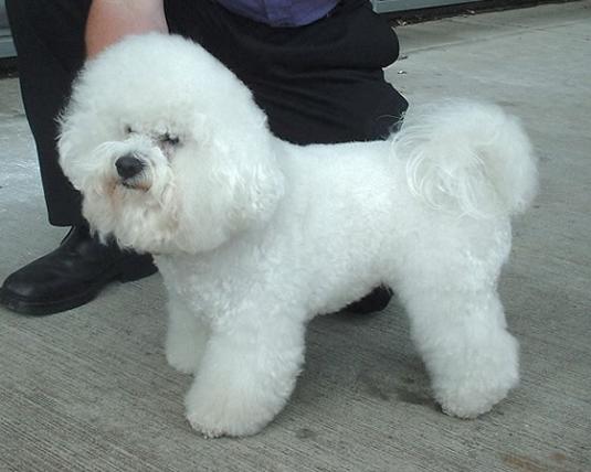 Bichon Frise Pictures