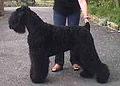 Black Russian Terrier Pictures