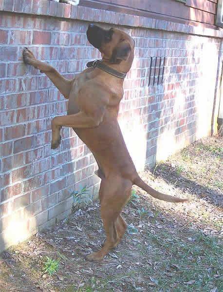 Blackmouth Cur Pictures