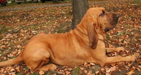 Bloodhound Pictures