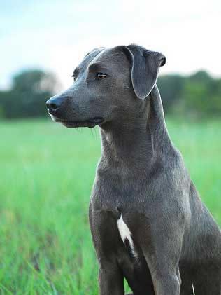 Blue Lacy Pictures