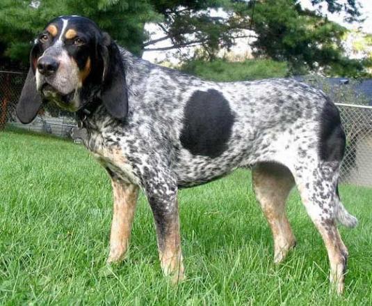 Bluetick Coonhound Pictures