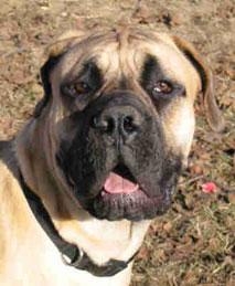 Boerboel Pictures 1