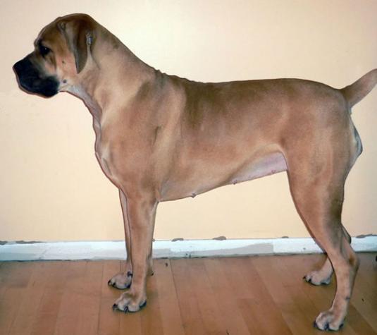 Boerboel Pictures