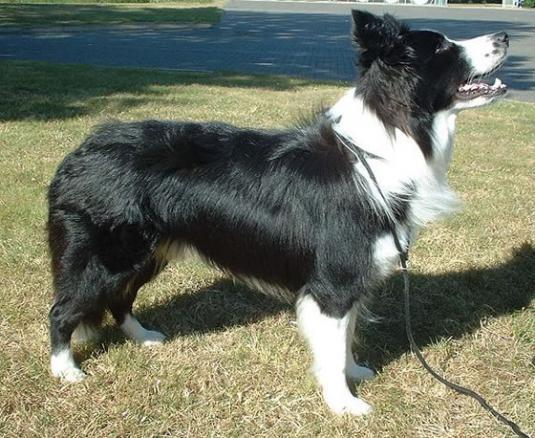 Border Collie Pictures