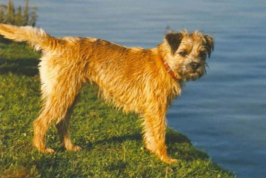 Border Terrier Pictures