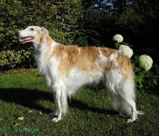 Borzoi Pictures