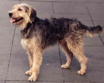Bosnian Coarse Haired Hound Pictures