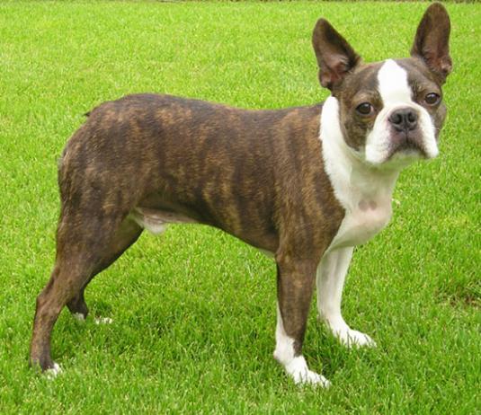 Boston Terrier Pictures