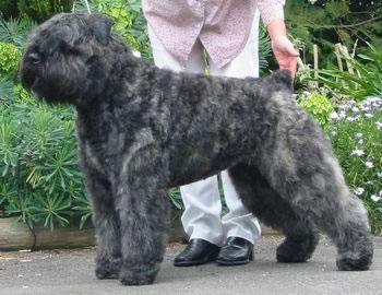 Bouvier des Flandres Pictures