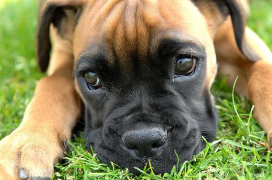 Boxer Puppy Pictures #1