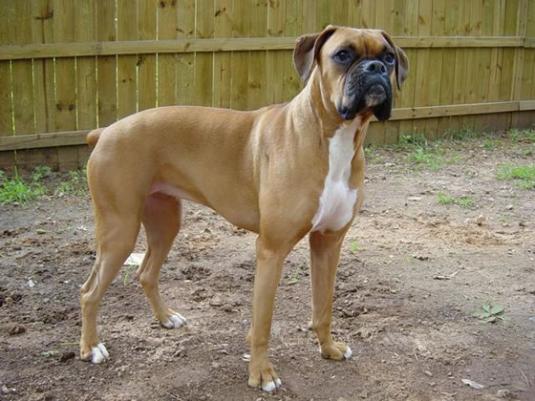 Boxer Pictures 1