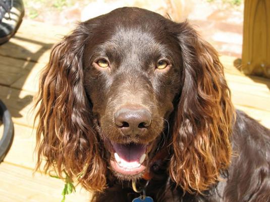 Boykin Spaniel Pictures