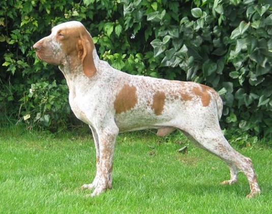 Bracco Italiano Pictures