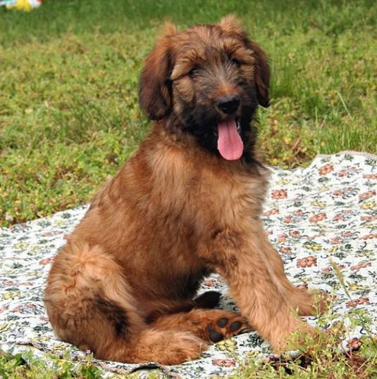 Briard Pictures 1