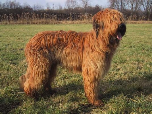 Briard Pictures