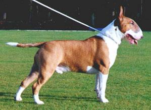 Bull Terrier Pictures