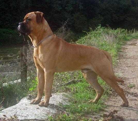 Bullmastiff Pictures