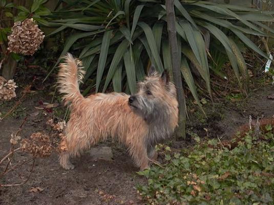 Cairn Terrier Pictures