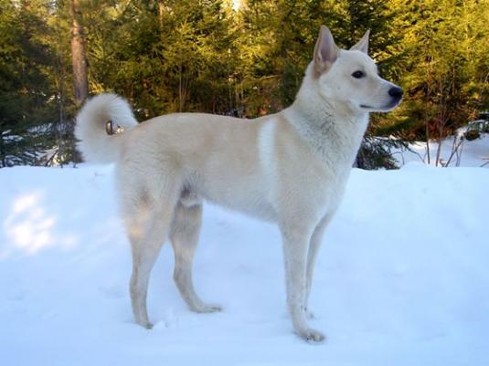 Canaan Dog Pictures 1