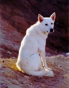 Canaan Dog Pictures
