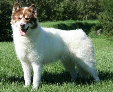 Canadian Eskimo Dog Pictures 1