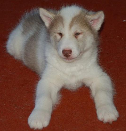 Canadian Eskimo Dog Puppy Pictures