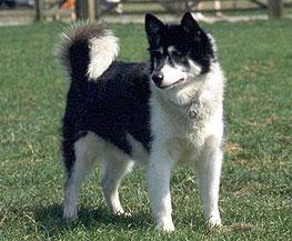 Canadian Eskimo Dog Pictures