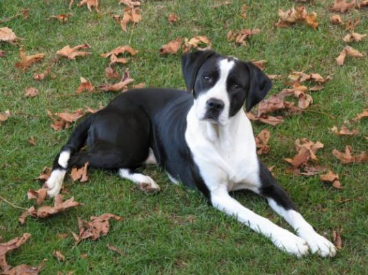 Canadian Pointer Pictures