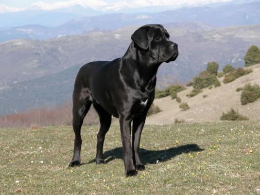 Cane Corso Pictures 1