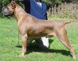 Cane Corso Pictures