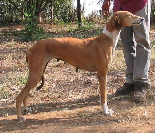 Mudhol Hound Pictures