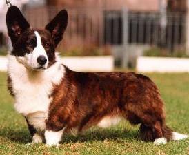 Cardigan Welsh Corgi Pictures