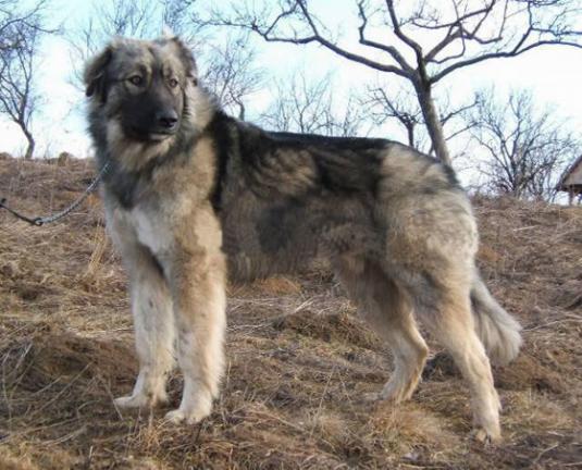 Carpathian Shepherd Dog Pictures