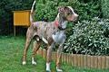 Catahoula Leopard Dog Pictures