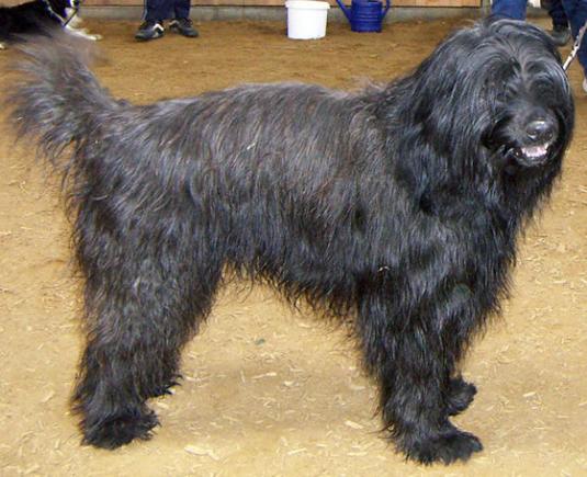 Catalan Sheepdog Pictures