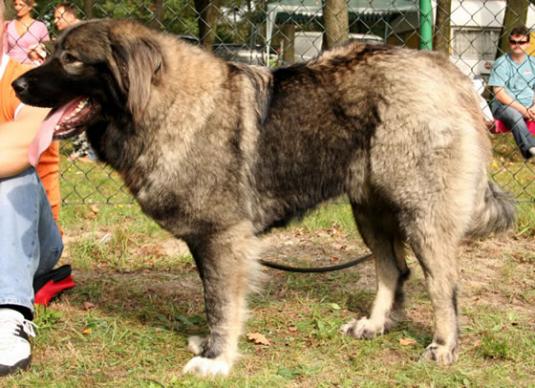 Caucasian Shepherd Dog Pictures