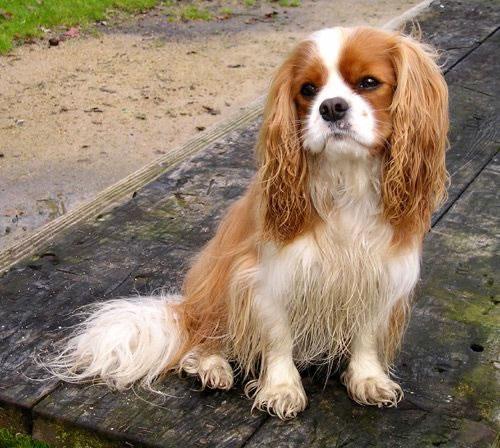 Cavalier King Charles Spaniel Pictures