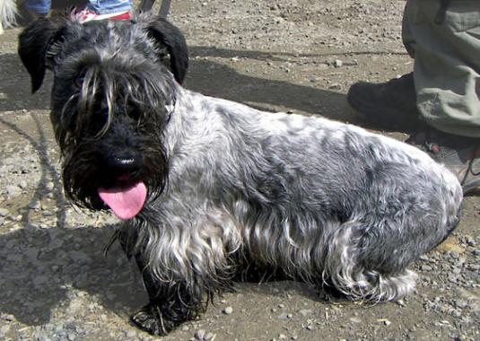 Cesky Terrier Pictures