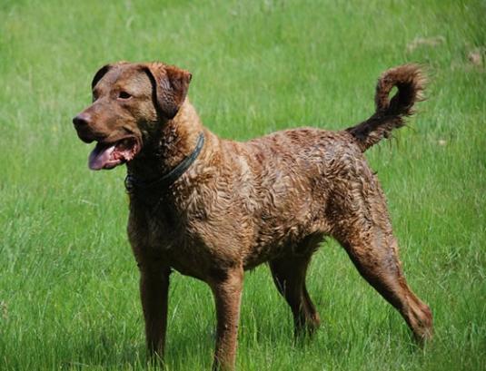 Chesapeake Bay Retriever Pictures