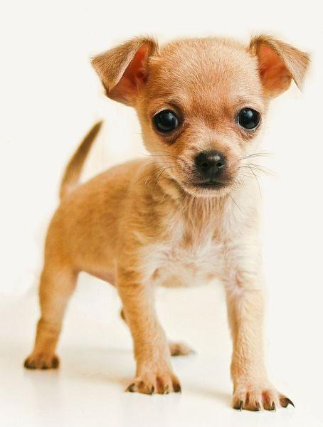 Chihuahua Puppy Pictures