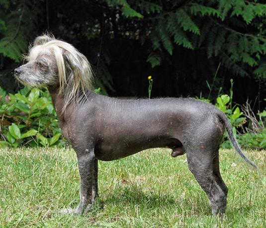 Chinese Crested Pictures