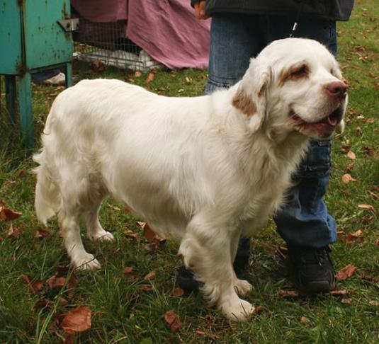 Clumber Spaniel Pictures