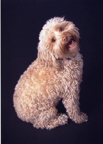 Cockapoo Pictures