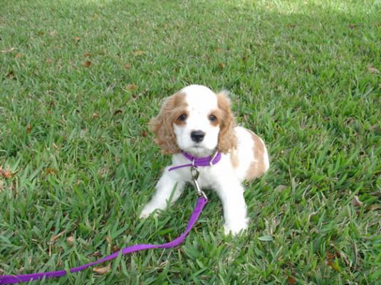 Cocker Spaniel Puppy Pictures