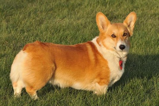 Corgi Pictures