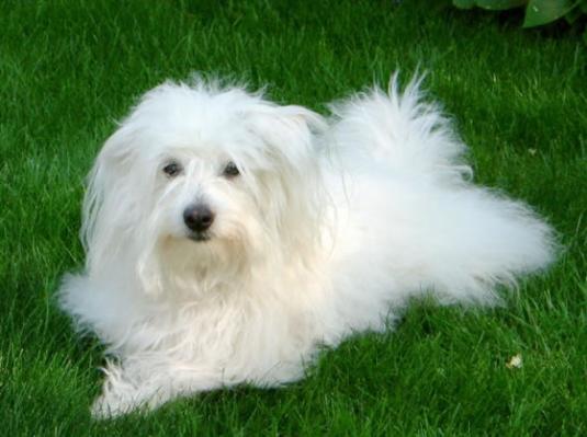 Coton De Tulear Pictures