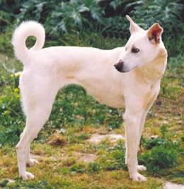 Cretan Hound Pictures